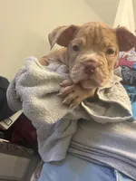 Girl 2 , a female American Bully for sale in Clermont, FL – Photo 3 of 3