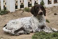 Abby, a female German Shorthaired Pointer for sale in Palmerton, PA – 4 of 6