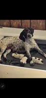 Jake, a male German Shorthaired Pointer for sale in Palmerton, PA – 2 of 6