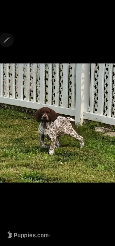 Amy – German Shorthaired Pointer puppy for sale in Palmerton, PA