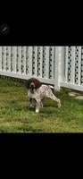 Amy, a female German Shorthaired Pointer for sale in Palmerton, PA – 1 of 1