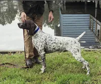 Abby, a female German Shorthaired Pointer for sale in Palmerton, PA – 6 of 6