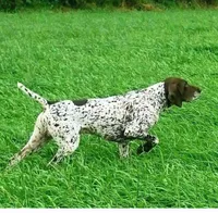 Abby, a female German Shorthaired Pointer for sale in Palmerton, PA – 5 of 6