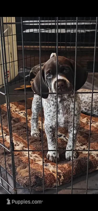Abby – German Shorthaired Pointer puppy for sale in Palmerton, PA