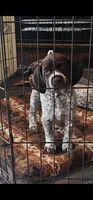 Abby, a female German Shorthaired Pointer for sale in Palmerton, PA – 1 of 6