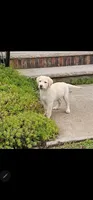 Jake, a male Labrador Retriever for sale in Palmerton, PA – Photo 2 of 2