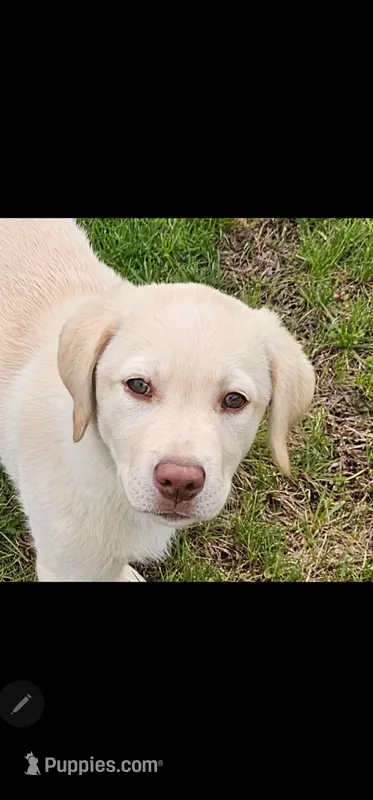 Jake – Labrador Retriever puppy for sale in Palmerton, PA
