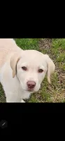 Jake, a male Labrador Retriever for sale in Palmerton, PA – Photo 1 of 2