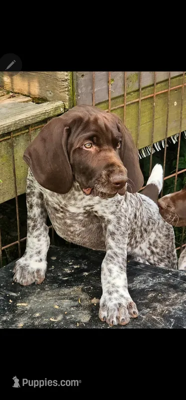 Jake – German Shorthaired Pointer puppy for sale in Palmerton, PA