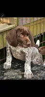 Jake, a male German Shorthaired Pointer for sale in Palmerton, PA – 1 of 7