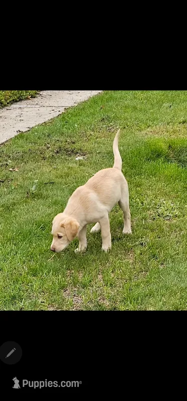 Josh, a male Labrador Retriever for sale in Palmerton, PA – Photo 1 of 1