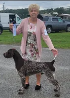 Jake, a male German Shorthaired Pointer for sale in Palmerton, PA – 4 of 6
