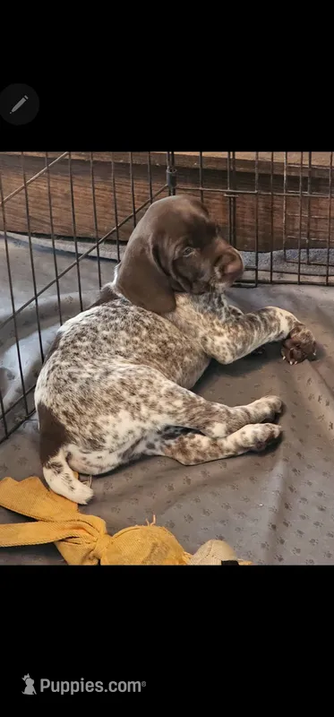 Jake – German Shorthaired Pointer puppy for sale in Palmerton, PA