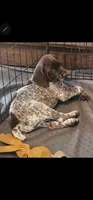 Jake, a male German Shorthaired Pointer for sale in Palmerton, PA – 1 of 6