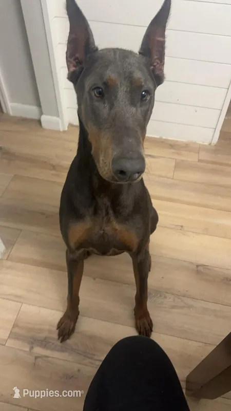 Rambo – Doberman Pinscher puppy for sale in Lawrenceburg, TN