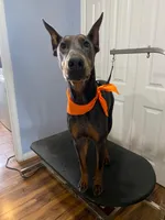 Rambo, a male Doberman Pinscher for sale in Lawrenceburg, TN – Photo 2 of 3