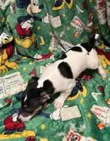 Charlie, a female Jack Russell Terrier for sale in Mount Vernon, IN – Photo 4 of 5