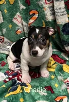 Charlie, a female Jack Russell Terrier for sale in Mount Vernon, IN – Photo 2 of 5