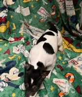 Charlie, a female Jack Russell Terrier for sale in Mount Vernon, IN – Photo 3 of 5