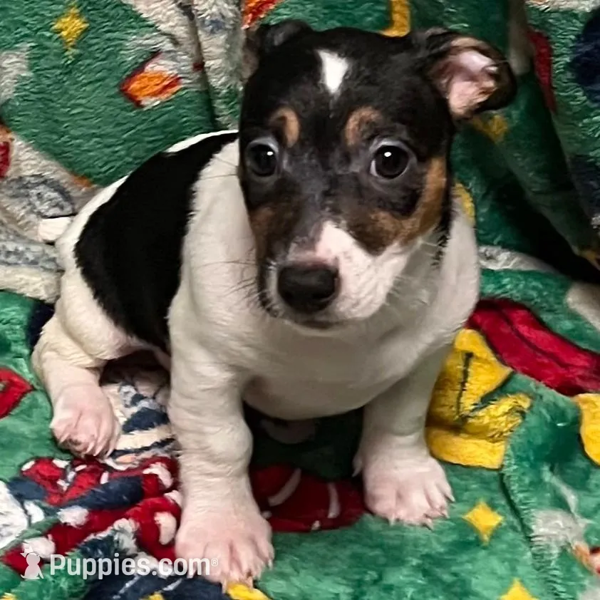 Charlie, a female Jack Russell Terrier for sale in Mount Vernon, IN – Photo 5 of 5