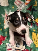 Cletus, a male Jack Russell Terrier for sale in Mount Vernon, IN – Photo 4 of 5