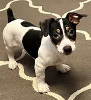 Cletus, a male Jack Russell Terrier for sale in Mount Vernon, IN – Photo 1 of 5