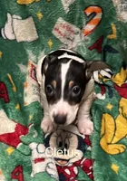 Cletus, a male Jack Russell Terrier for sale in Mount Vernon, IN – Photo 3 of 5