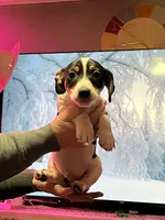 Cletus, a male Jack Russell Terrier for sale in Mount Vernon, IN – Photo 5 of 5