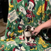 Charlette, a female Jack Russell Terrier for sale in Mount Vernon, IN – Photo 5 of 5