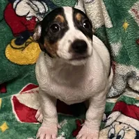 Charlette, a female Jack Russell Terrier for sale in Mount Vernon, IN – Photo 3 of 5