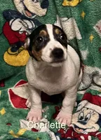 processed/80d303e8-0656-4d9e-8c82-09e19bc041f0/listing/c45e6d16-ac3e-406c-82dc-c96c84d2e84f/7cb175cf-efc9-4dfb-a88b-fda77cd65af8