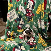 Charlette, a female Jack Russell Terrier for sale in Mount Vernon, IN – Photo 4 of 5