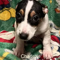 Charlette, a female Jack Russell Terrier for sale in Mount Vernon, IN – Photo 2 of 5
