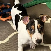 Charlette, a female Jack Russell Terrier for sale in Mount Vernon, IN – Photo 1 of 5