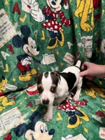 processed/80d303e8-0656-4d9e-8c82-09e19bc041f0/listing/cc97994e-8a24-4a35-8bea-4e4303dc511c/3804c029-5837-4a3d-bb16-6e6f1a70aae8