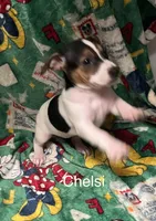Chelsi, a male Jack Russell Terrier for sale in Mount Vernon, IN – Photo 3 of 6