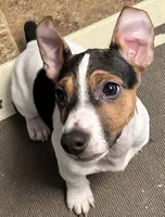 Chelsi, a male Jack Russell Terrier for sale in Mount Vernon, IN – Photo 2 of 6