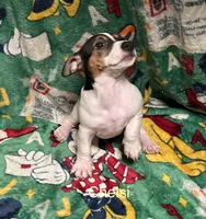 Chelsi, a male Jack Russell Terrier for sale in Mount Vernon, IN – Photo 4 of 6