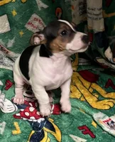 Chelsi, a male Jack Russell Terrier for sale in Mount Vernon, IN – Photo 1 of 6