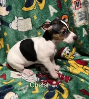 Chelsi, a male Jack Russell Terrier for sale in Mount Vernon, IN – Photo 5 of 6