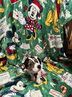 Chelsi, a male Jack Russell Terrier for sale in Mount Vernon, IN – Photo 6 of 6