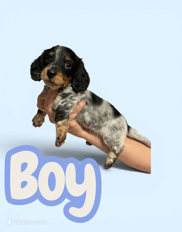 Boy # 1  – Miniature Dachshund puppy for sale in Brunswick, GA
