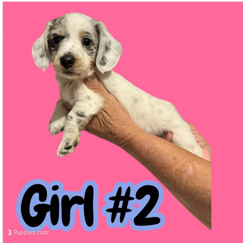 Girl# 2  – Miniature Dachshund puppy on hold in Brunswick, GA