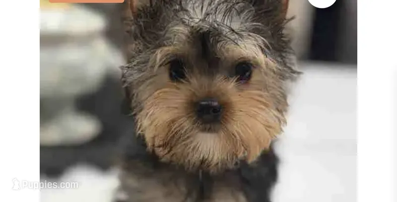 Milo – Yorkshire Terrier puppy for sale in Chicago, IL