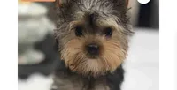 Milo, a male Yorkshire Terrier for sale in Chicago, IL – 1 of 1