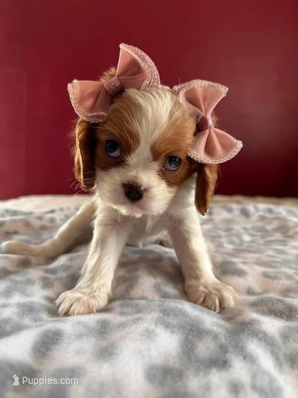 Girl 1 – Cavalier King Charles Spaniel puppy for sale in Eldon, MO