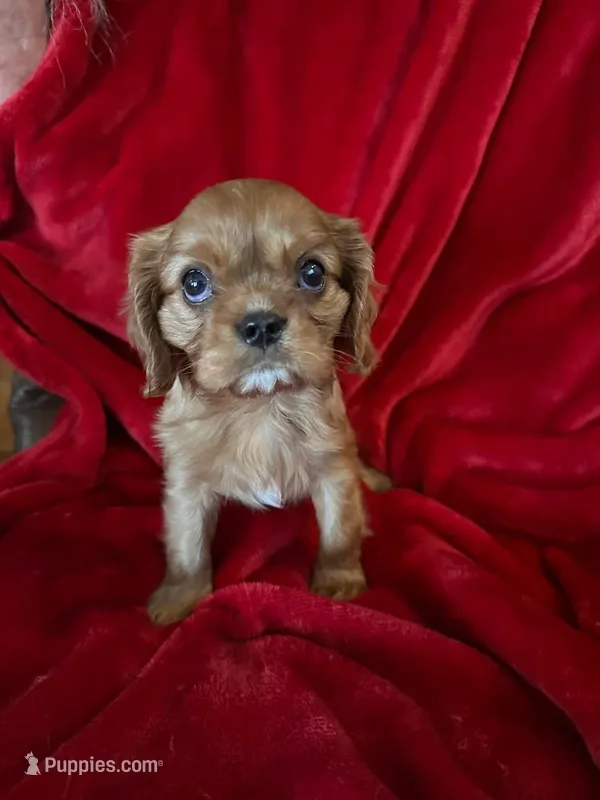 Boy 2 – Cavalier King Charles Spaniel puppy for sale in Eldon, MO
