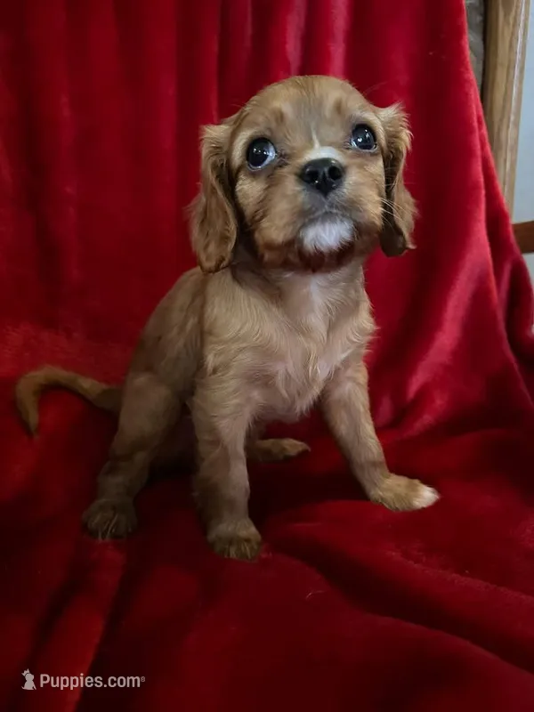 Boy 1 – Cavalier King Charles Spaniel puppy for sale in Eldon, MO