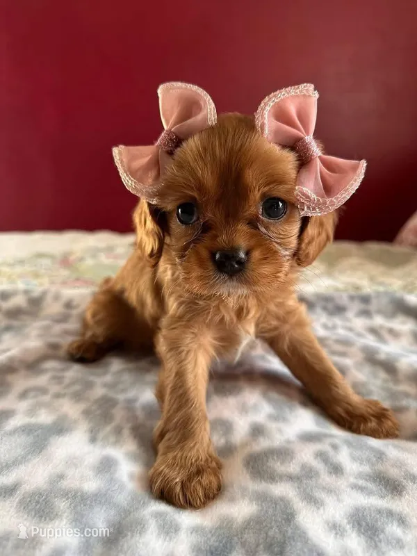 Girl 2 – Cavalier King Charles Spaniel puppy for sale in Eldon, MO