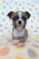 Buster, a male Boston Terrier for sale in Eugene, OR – Photo 2 of 5